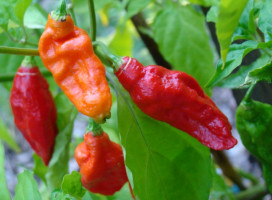 New study reviews anti-cancer activity of sustained release capsaicin formulations