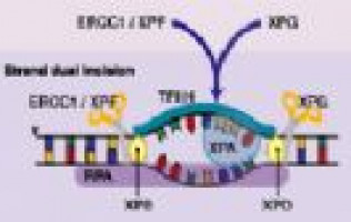 kinetic study on the reactions of platinum drugs with glutathione Oxaliplatin: pre-clinical perspectives mechanisms action, response and resistance Pack:4 Targeting mitochondrial transporters and Green Pasture