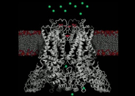 New images of a calcium-shuttling molecule linked to aggressive cancer