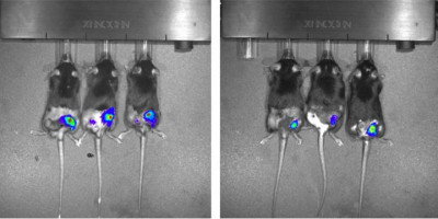 Anti-tumour drug promotes weight loss in mice