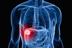 Could the liver hold the key to better cancer treatments?