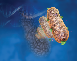 National Lab team harnesses metabolism for therapy in pancreatic cancer