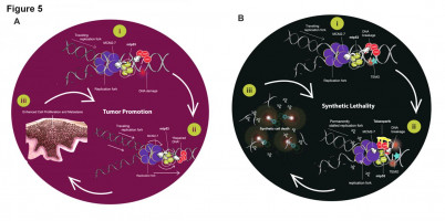 A targeted therapy for triple negative breast cancer may lie in existing drugs