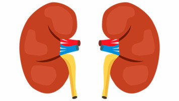 Study shows Nox4 protein may predict untreatable kidney cancer