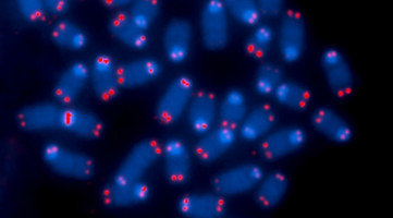 Telomere shortening protects against cancer