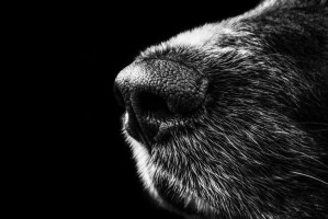 Sniffing out cancer: Trained dogs can detect hemangiosarcoma by scent