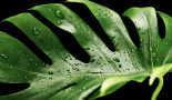 Stevia leaf extract has potential as anticancer treatment, researchers find