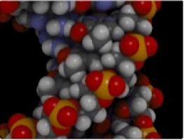 Protein abundant in cancerous cells causes DNA 'supercoiling'