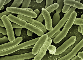 Gut bacteria can reveal colorectal cancer