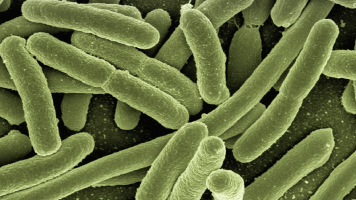 Probiotic bifidobacterium may boost cancer treatment and suppress tumours
