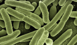 Probiotic bifidobacterium may boost cancer treatment and suppress tumours