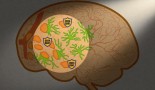 Study captures how cancer cells hide from brain immune cells, shows that removing their “don’t eat me” signals stops their escape