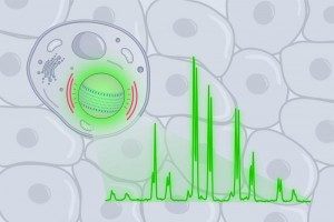 Tiny flexible lasers enable force sensing inside living cells
