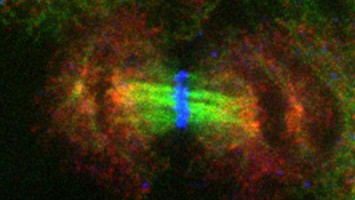 How a cell doubles its DNA matters more than we thought