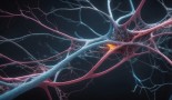 Nervous system helps lung cancer evade the immune system