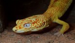 Scientists uncover genetic clues from a tumour-prone reptile that could advance cancer research